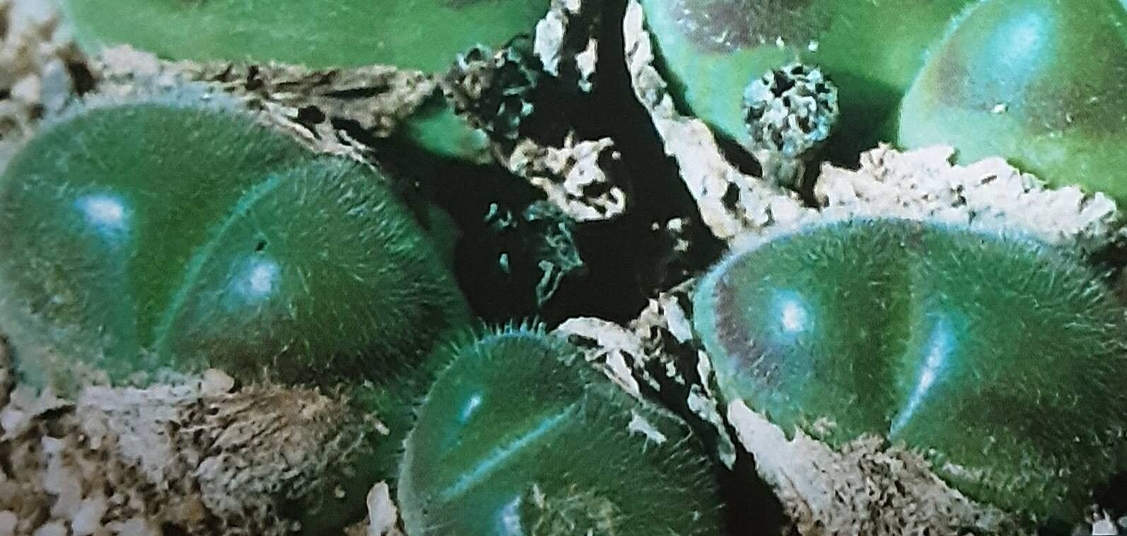 Gibbaeum pilosulum — houseplant care guide