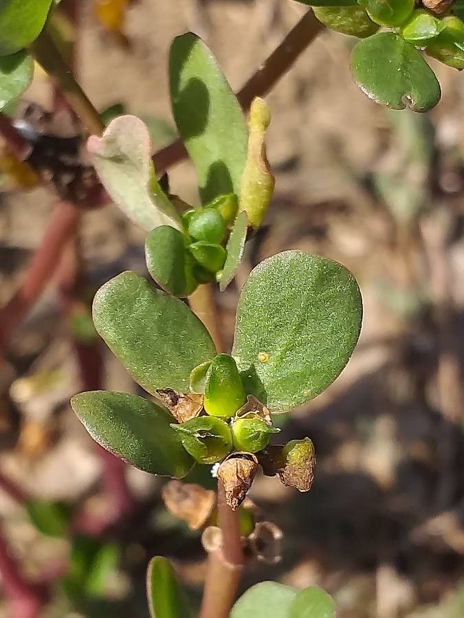 Trianthema portulacastrum — maintenance medium houseplant