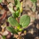 Trianthema portulacastrum