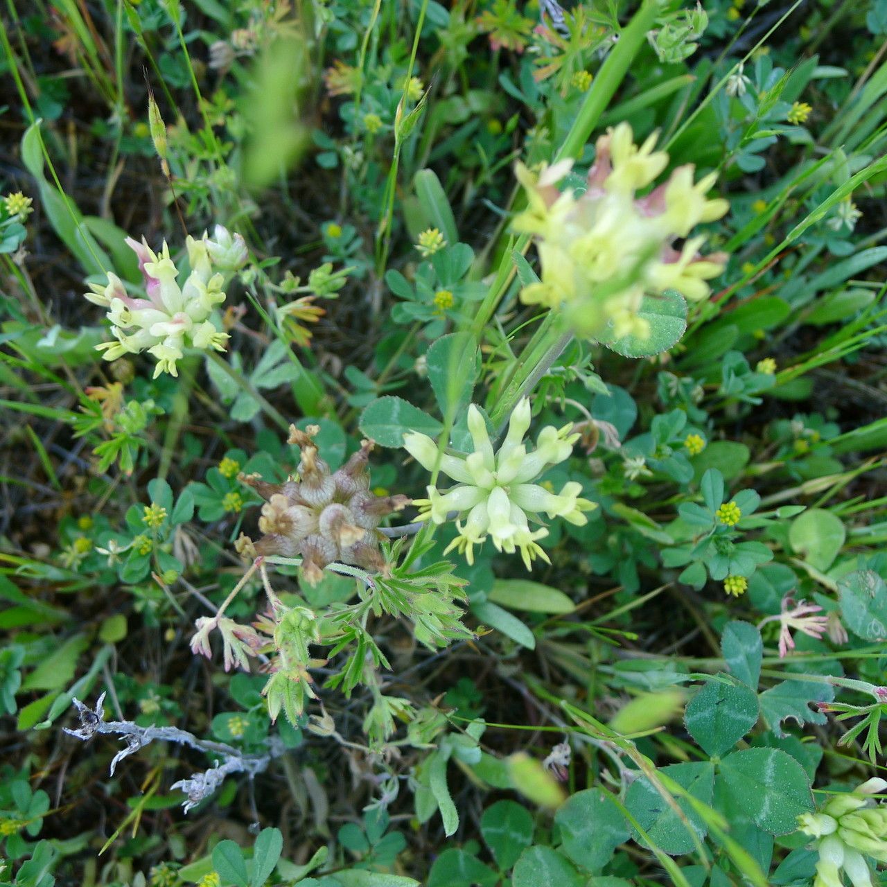 Trifolium fucatum habit