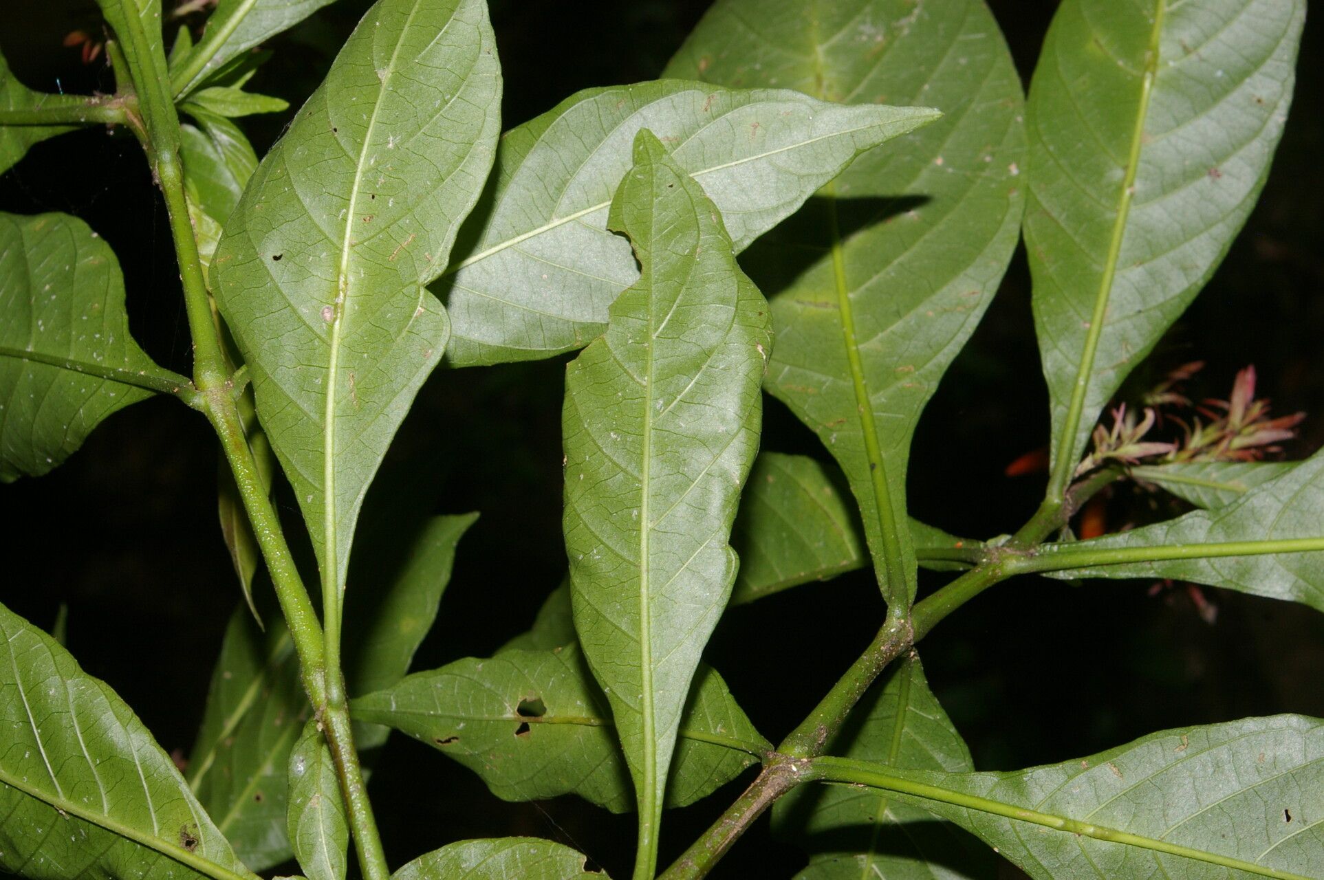 Justicia valerii leaf