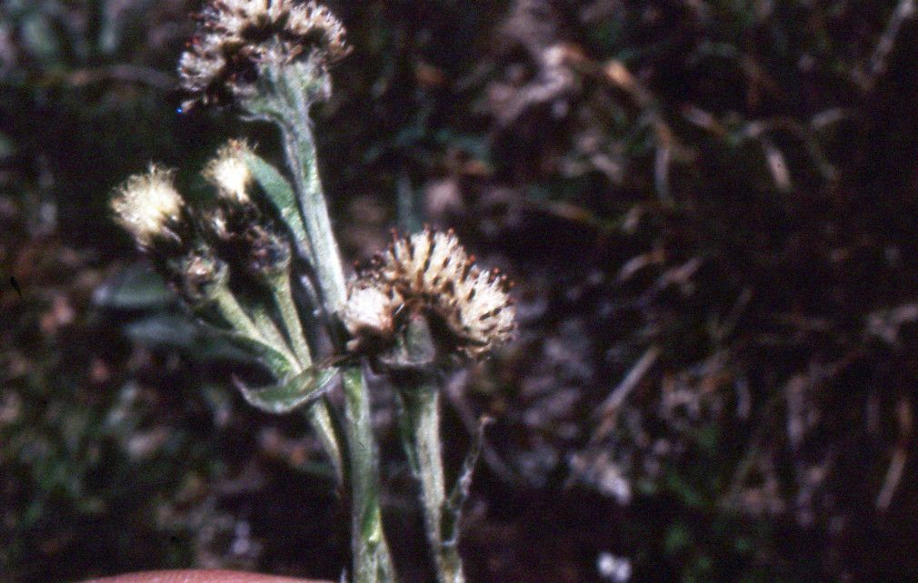 Antennaria carpatica fruit