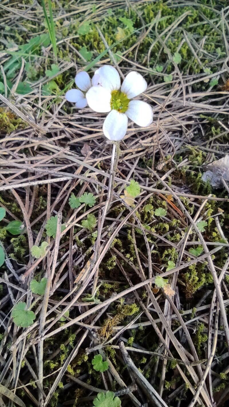 Saxifraga dichotoma flower