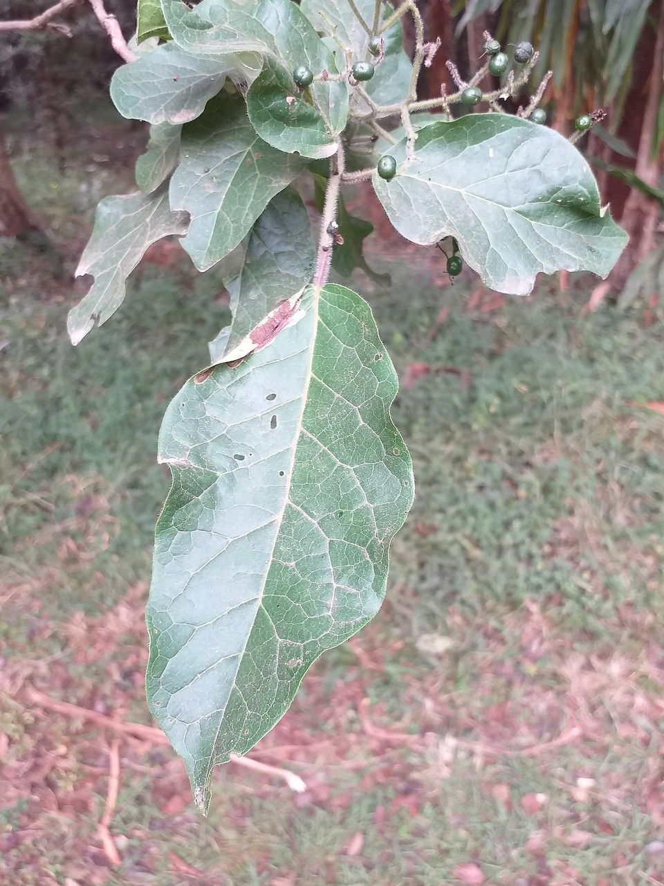 Ehretia cymosa — search result for 'Cameroon'
