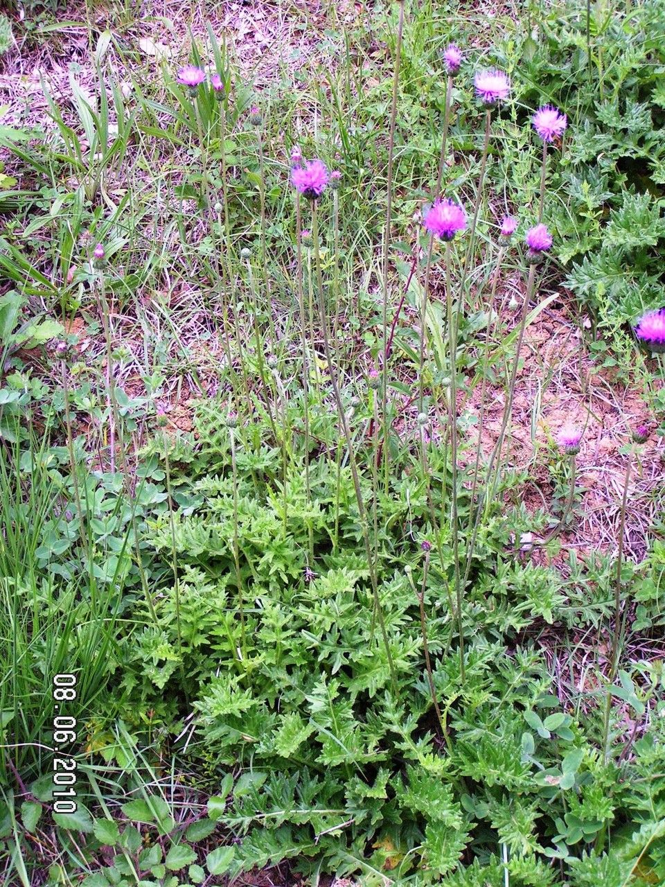 Cirsium filipendulum habit