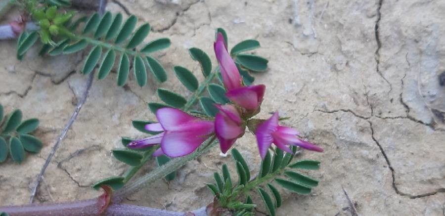 Hedysarum spinosissimum — search result for 'Sulla'