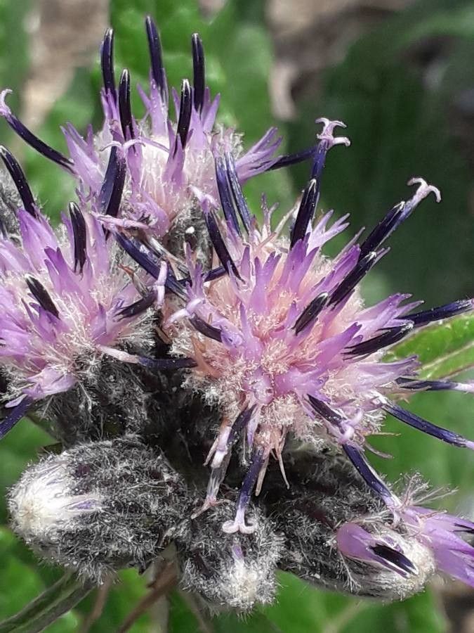 Saussurea discolor flower