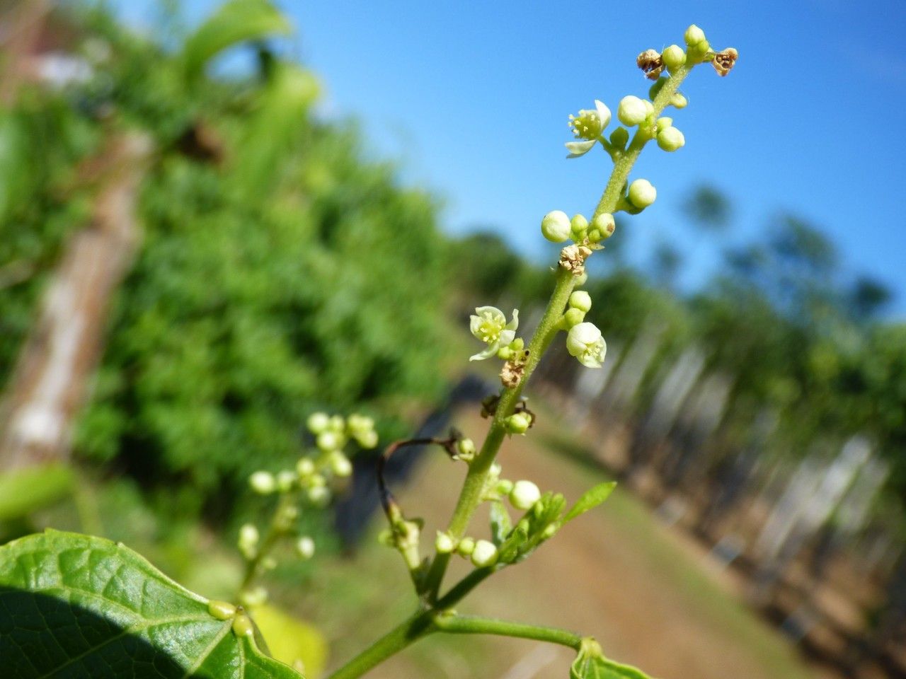 Plukenetia volubilis flower