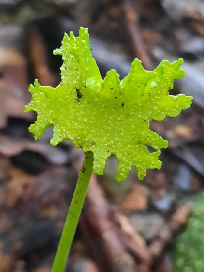 Dorstenia contrajerva flower