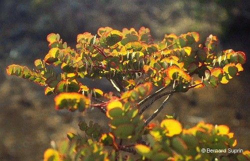 Phyllanthus koumacensis — houseplant care guide