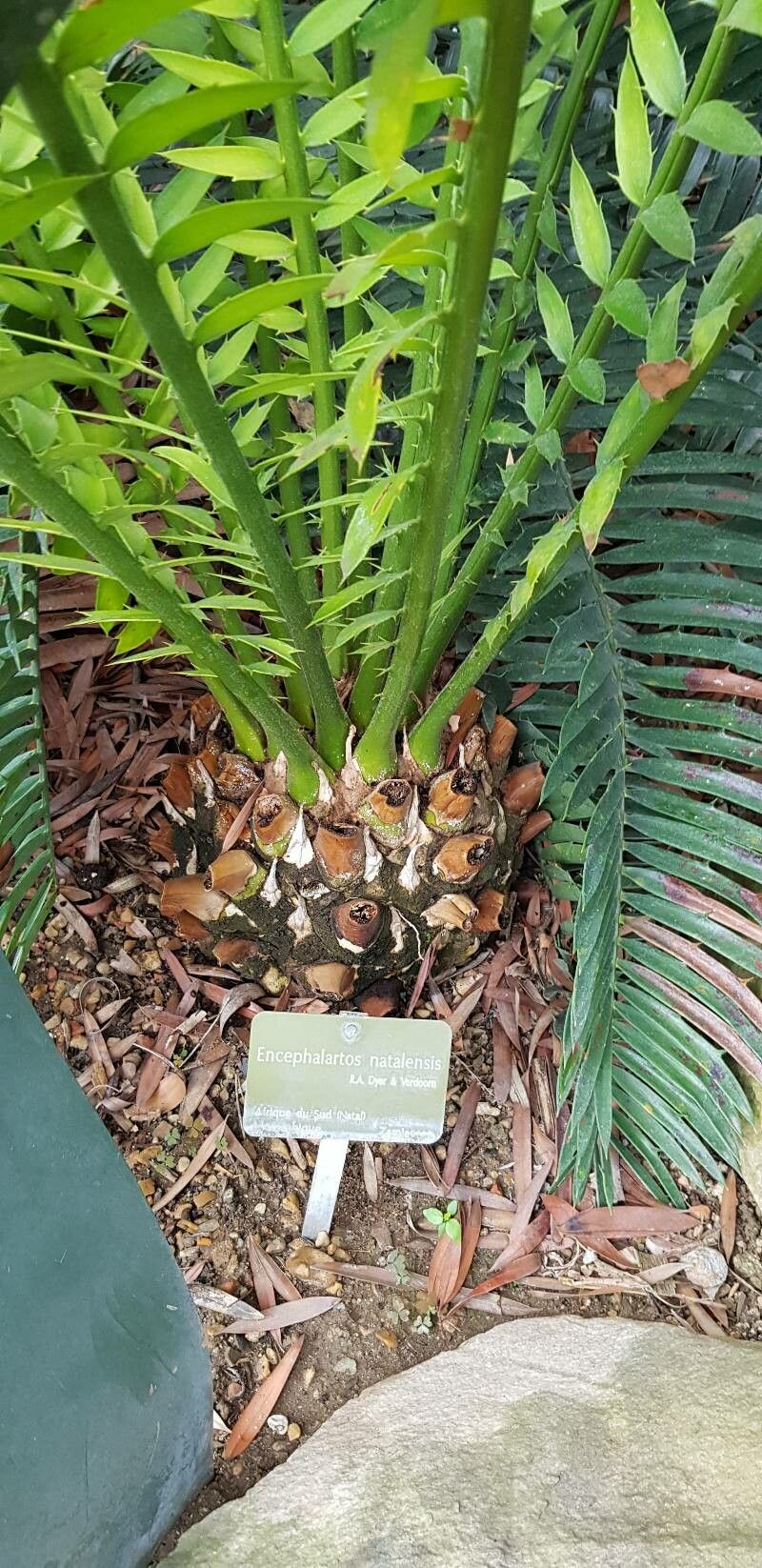 Encephalartos natalensis bark