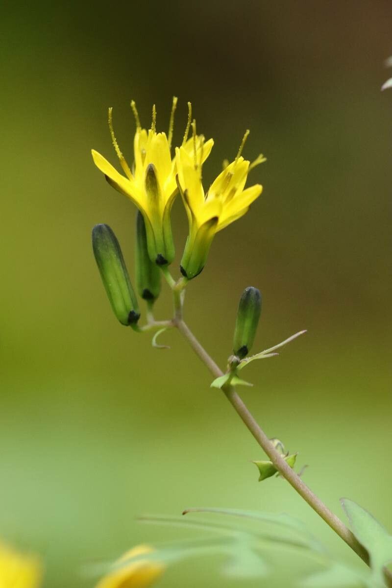 Crepidiastrum chelidoniifolium — related species from the same genus