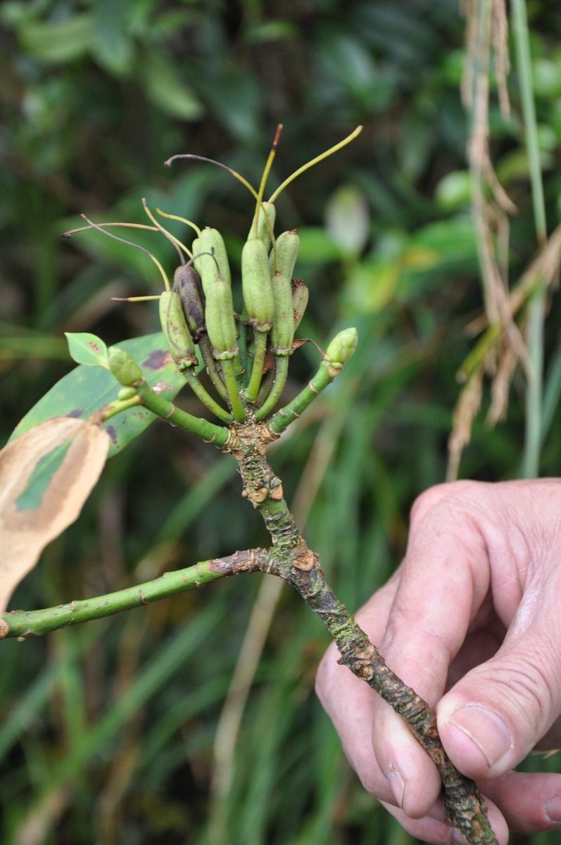 Rhododendron tanastylum flower