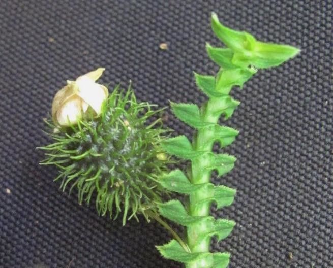 Dichaea hystricina other