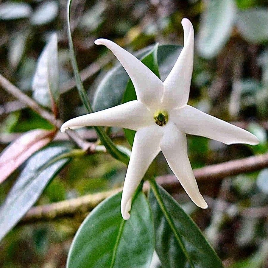 Atractocarpus chartaceus — search result for 'Gardenia'