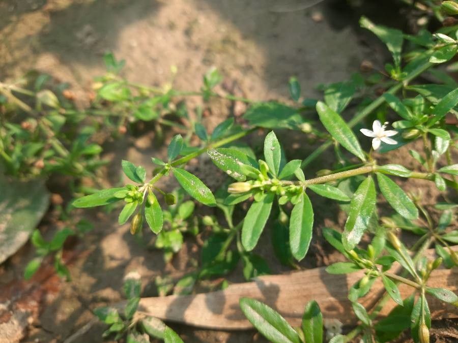 Glinus oppositifolius — related species from the same genus