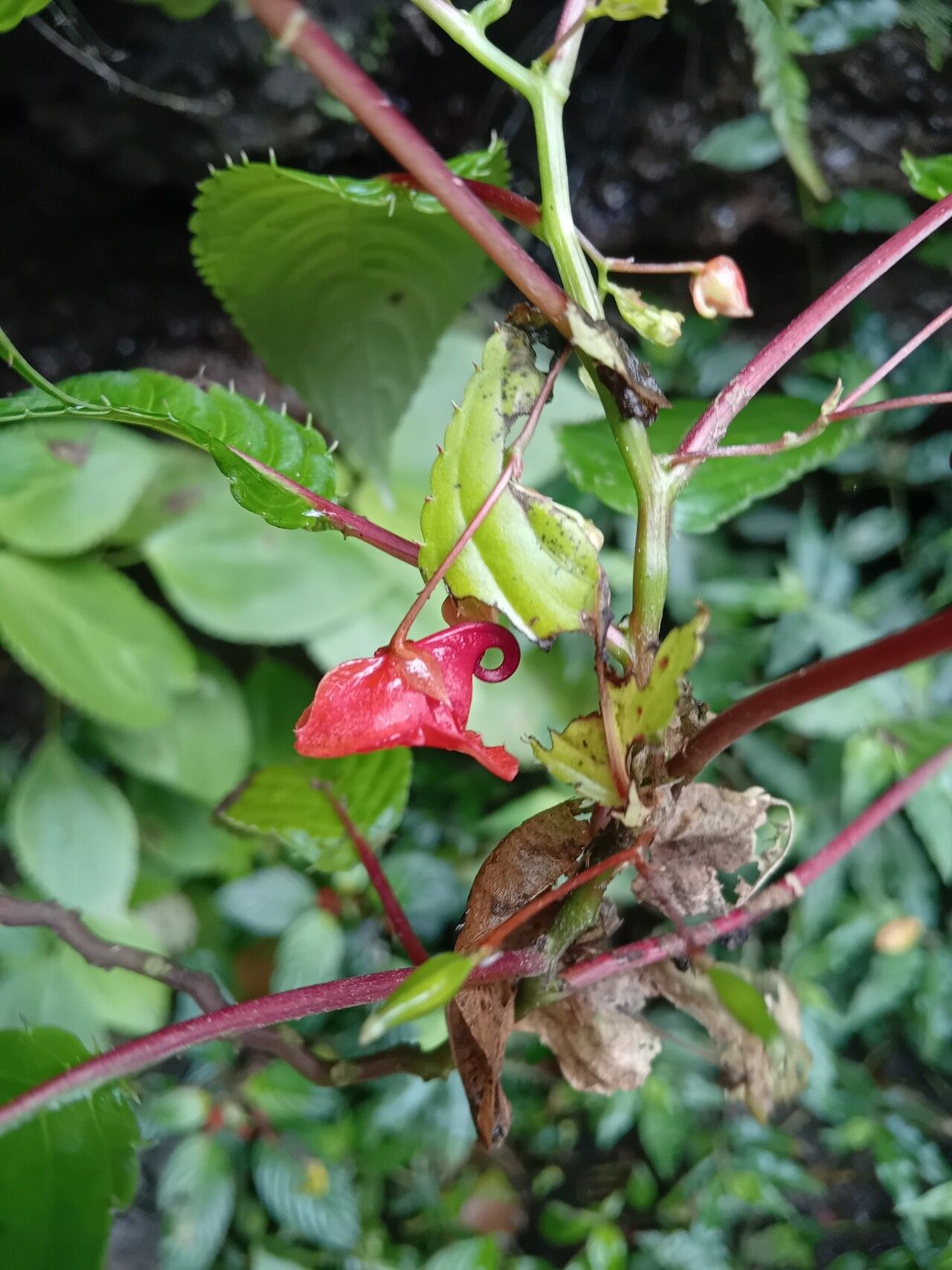 Impatiens thomensis habit