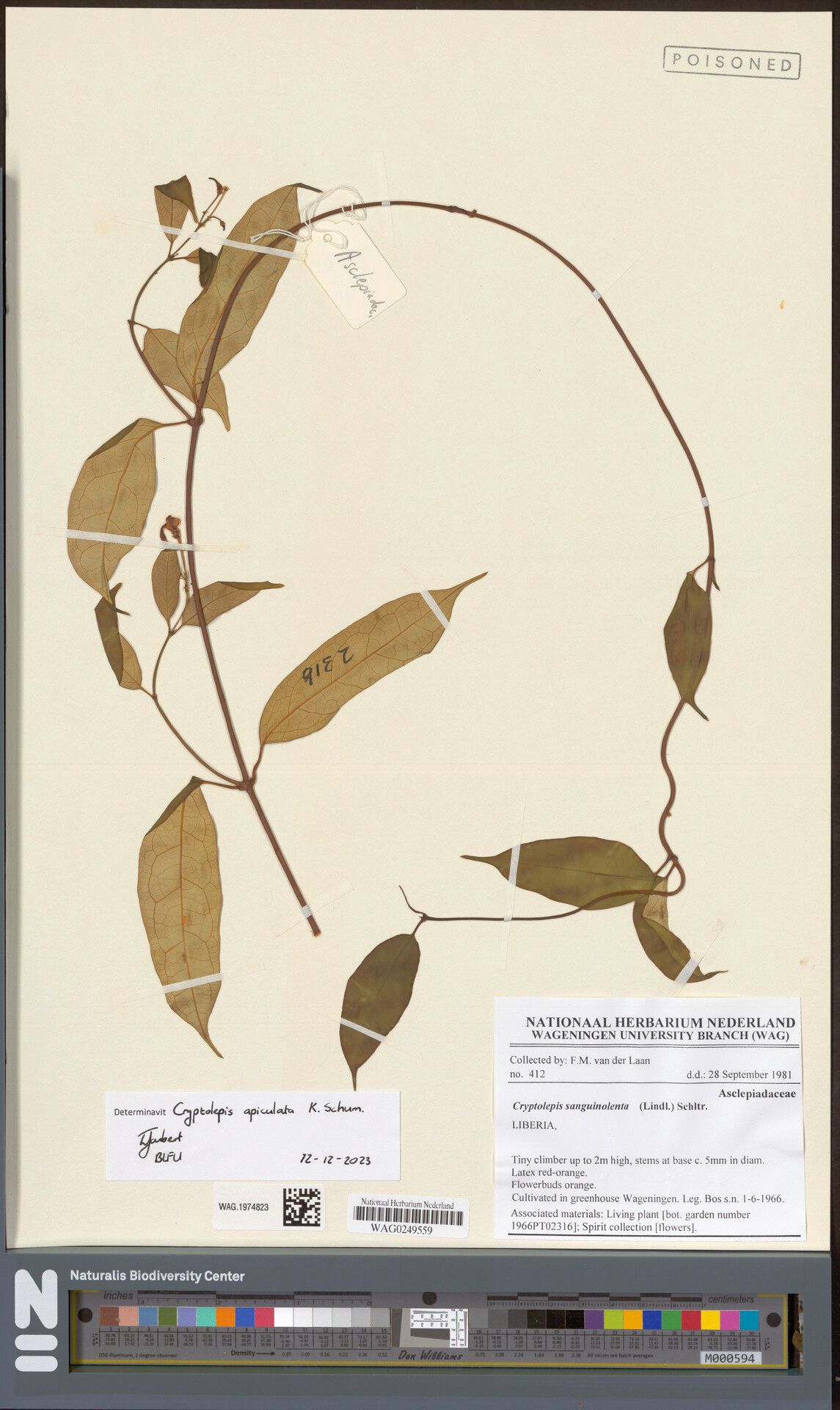 Cryptolepis apiculata — related species from the same genus