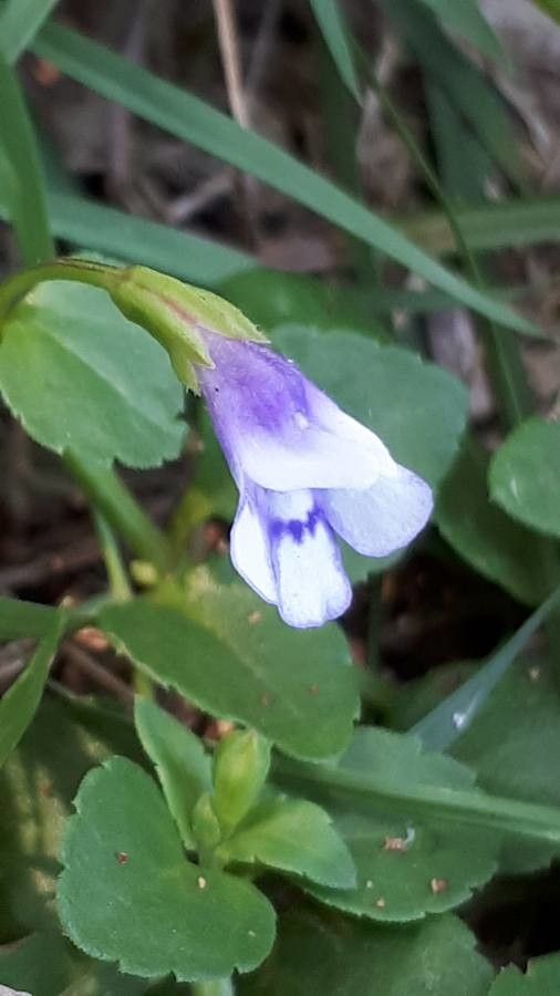 Lindernia crustacea flower