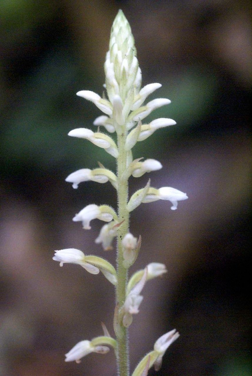 Microchilus plantagineus flower