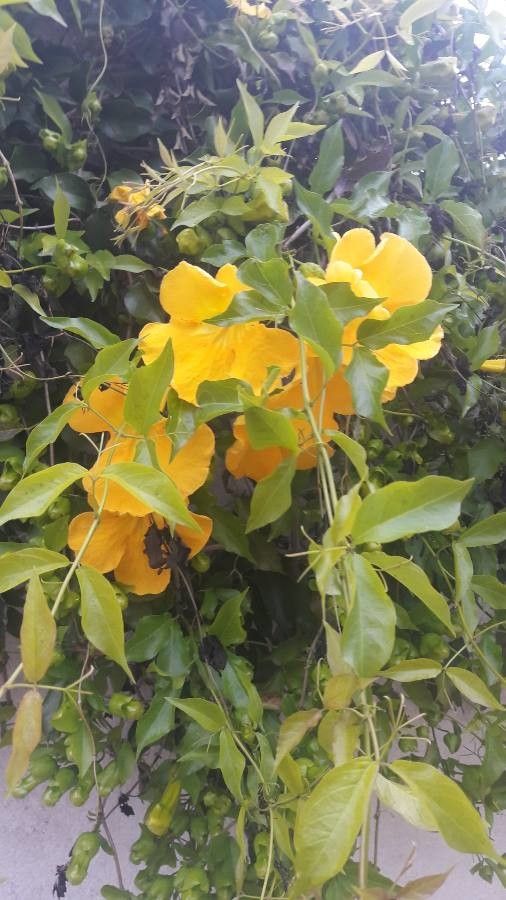 Macfadyena unguis-cati — houseplant care guide