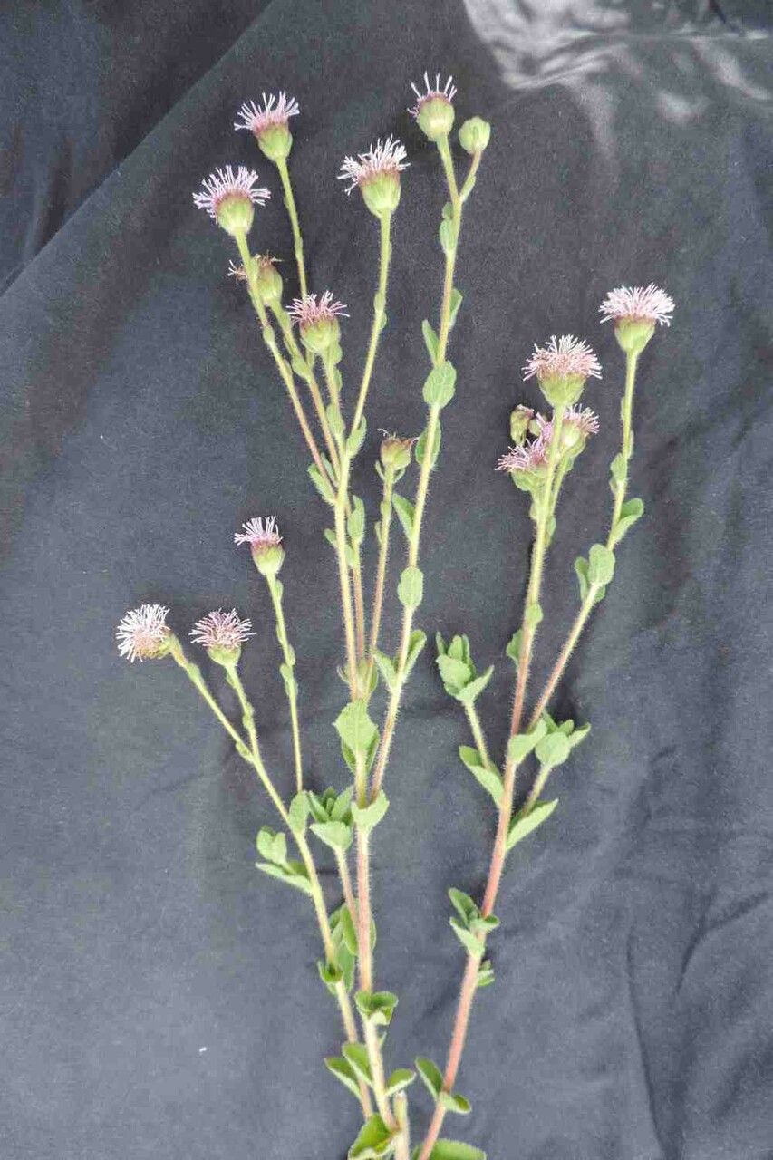 Campuloclinium megacephalum — related species from the same genus