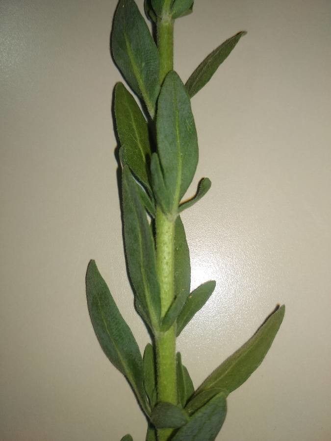 Haplophyllum linifolium — related species from the same genus