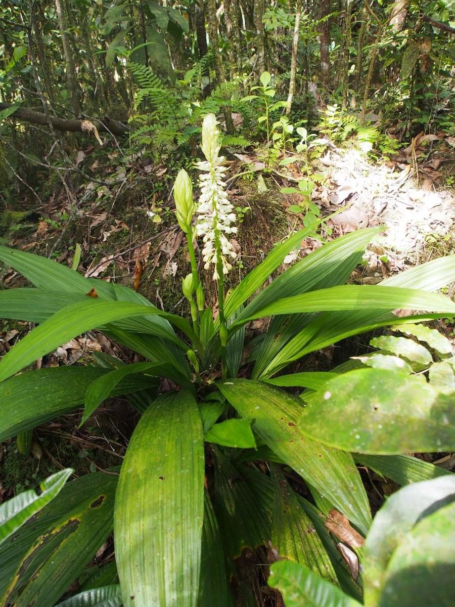 Calanthe oreadum habit