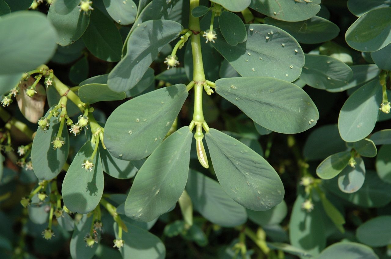 Euphorbia atoto leaf