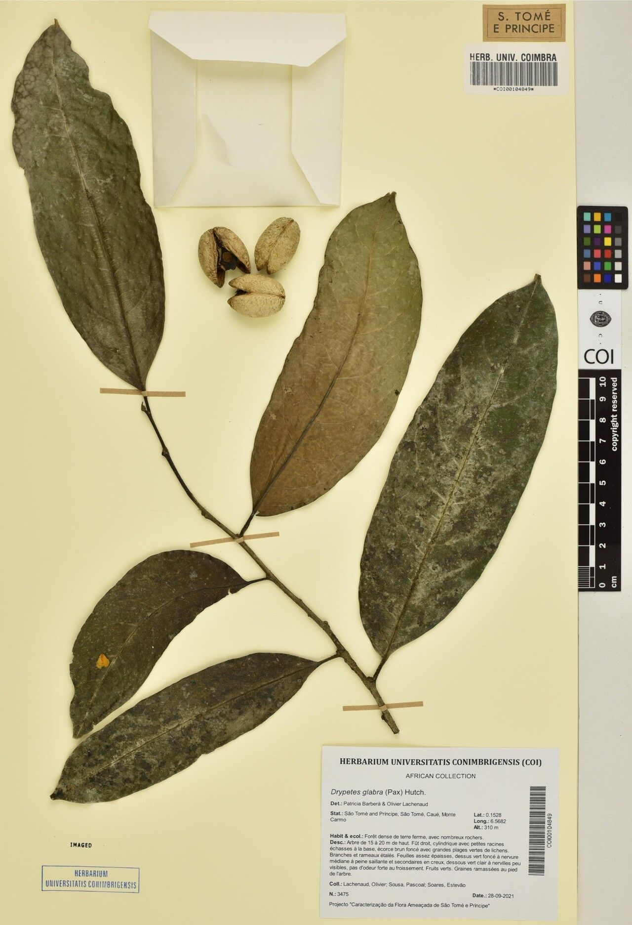 Drypetes glabra other