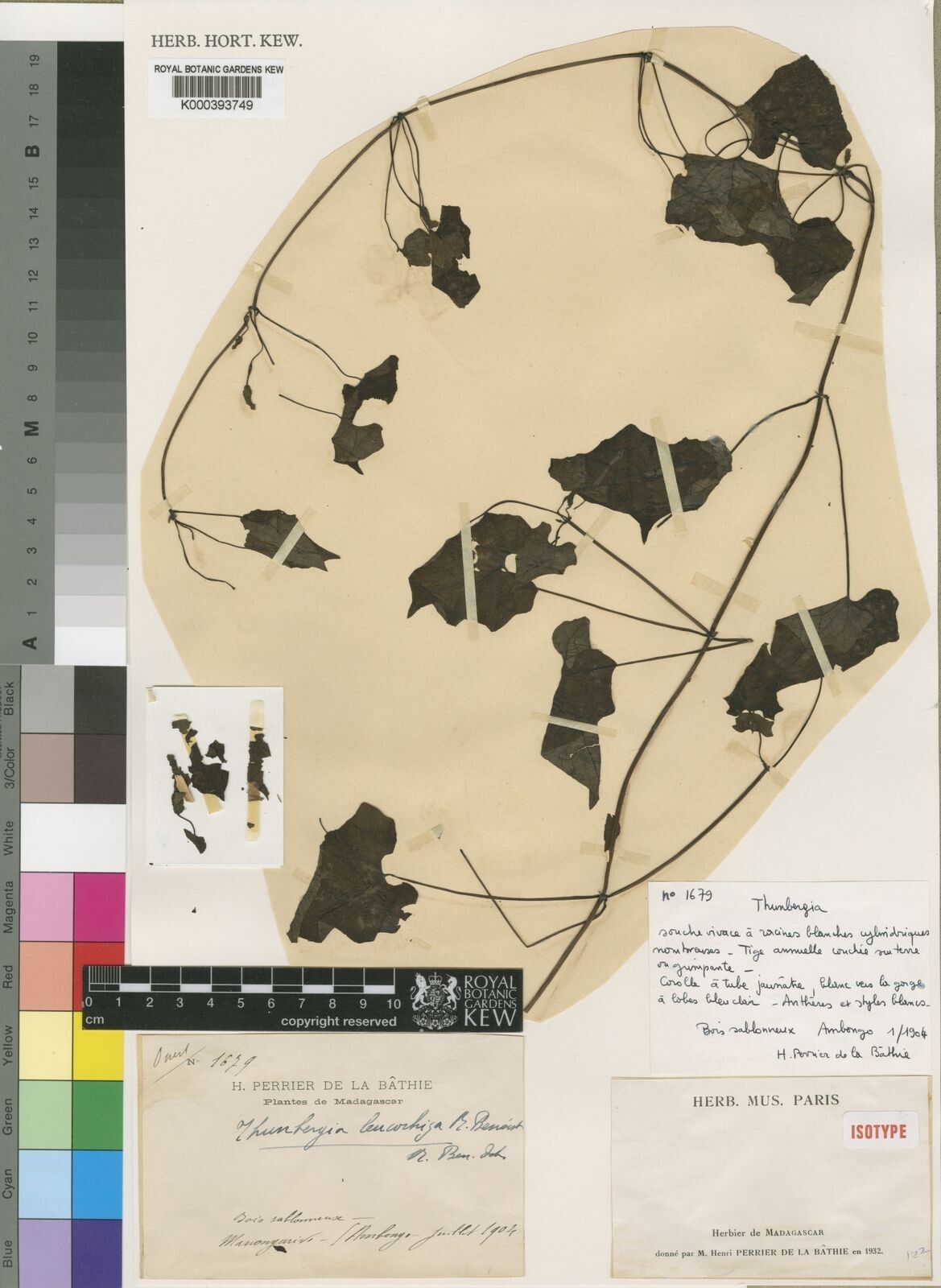 Thunbergia leucorhiza — search result for 'Thunbergia'