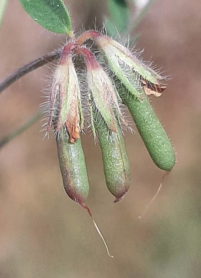 Lotus castellanus fruit