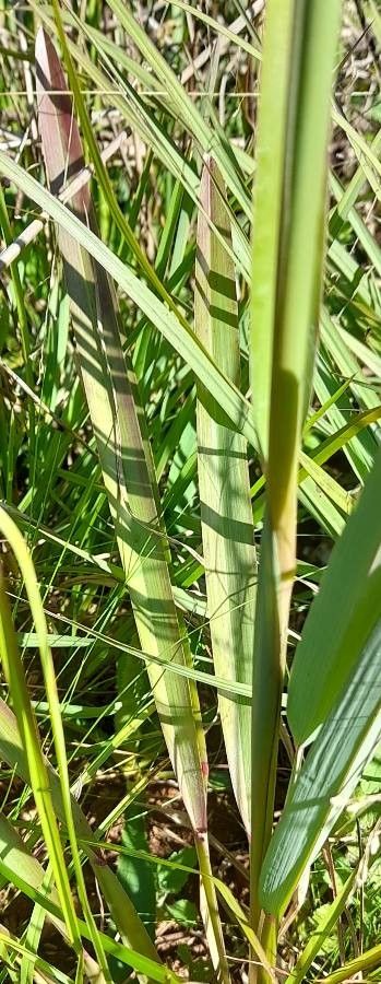 Eustachys retusa — houseplant care guide