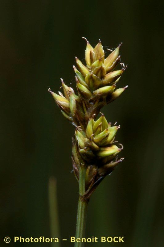 Carex heleonastes fruit