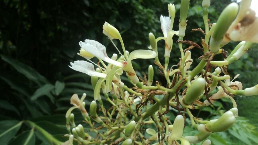 Alpinia galanga flower