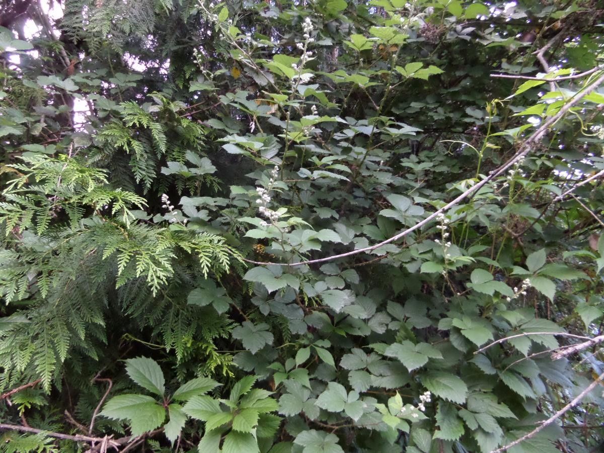 Rubus propinquus habit