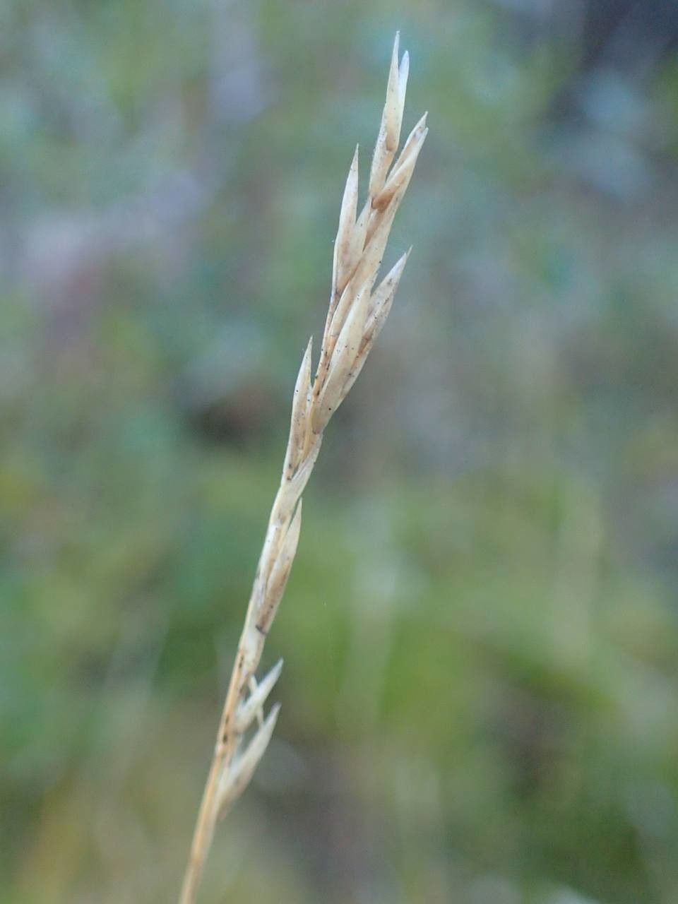 Festuca gautieri fruit