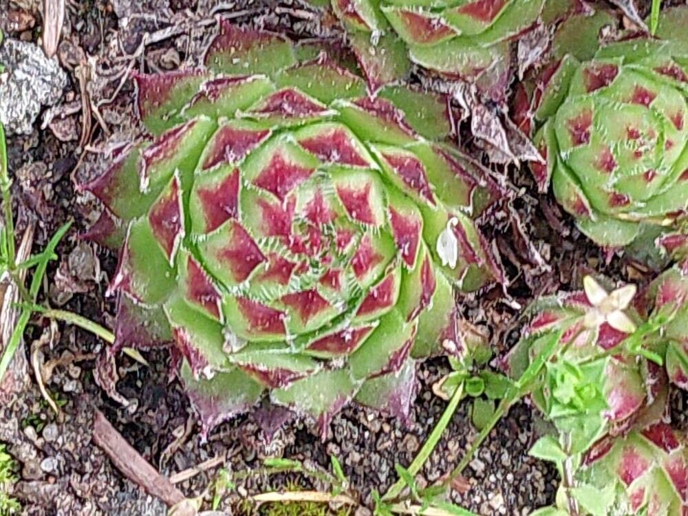 Sempervivum × barbulatum leaf