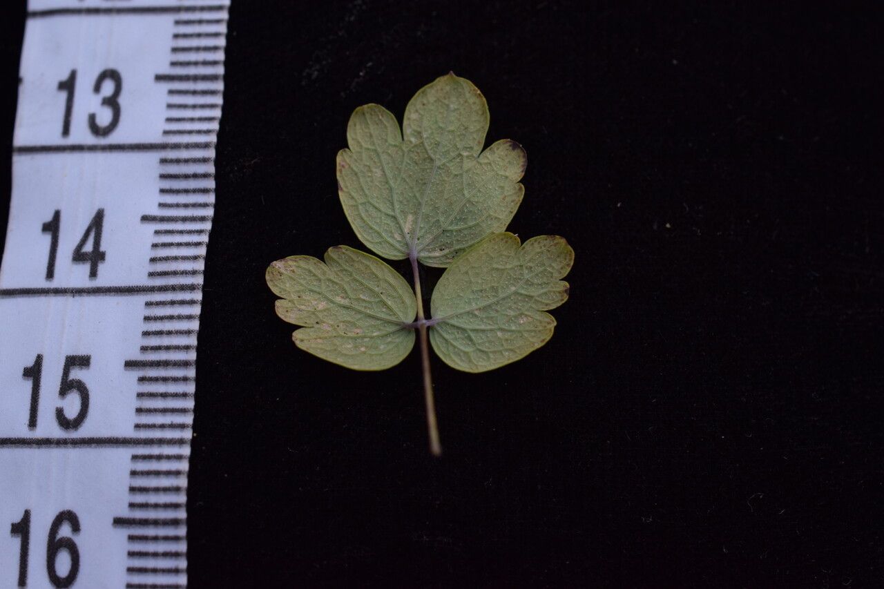 Thalictrum platycarpum habit