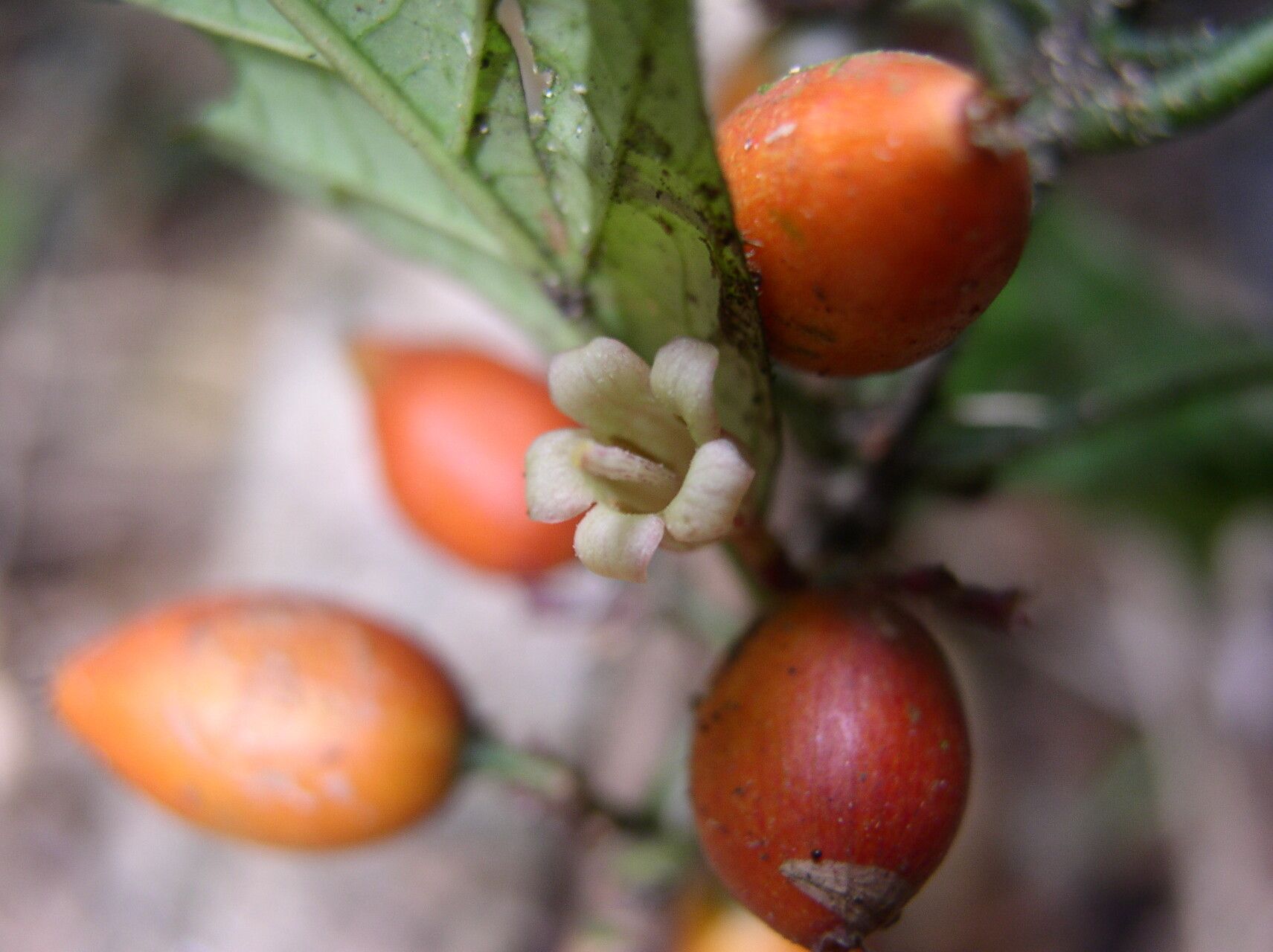 Mitriostigma monocaule fruit