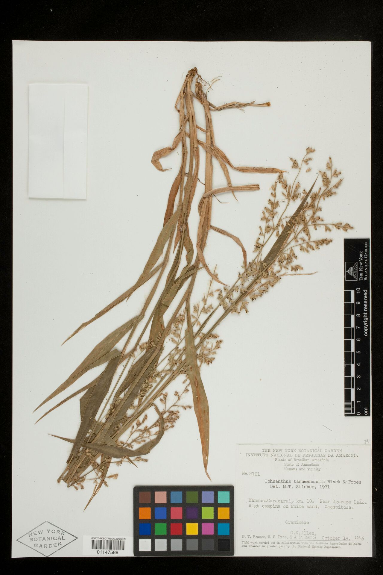 Ichnanthus tarumanensis — houseplant care guide