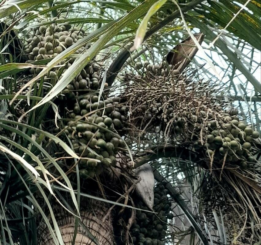 Acrocomia aculeata — search result for 'Paraguay'