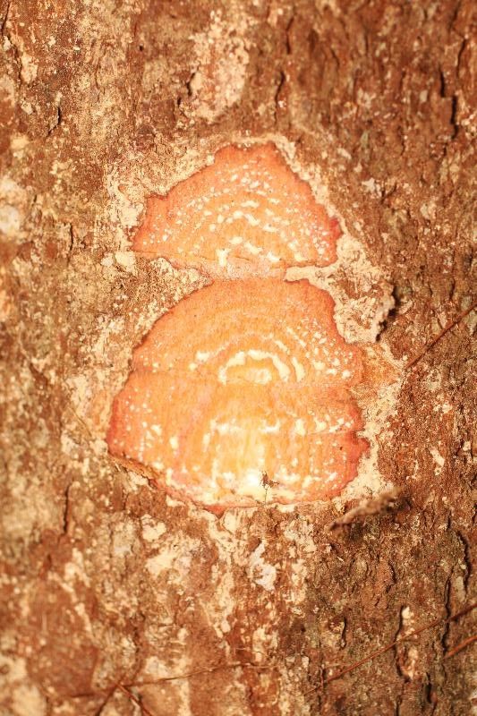 Hevea guianensis other