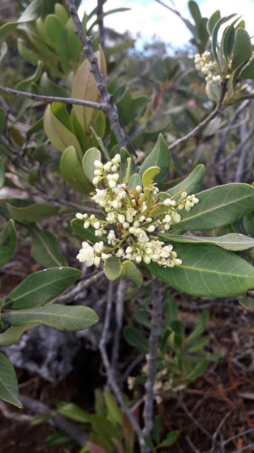 Cupaniopsis squamosa flower