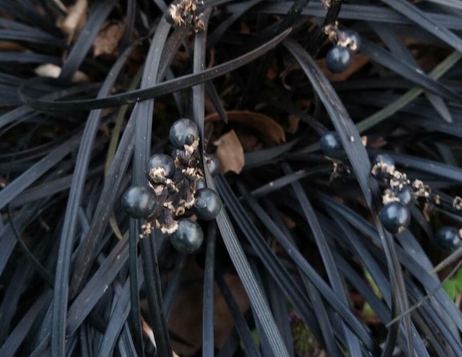 Ophiopogon planiscapus fruit