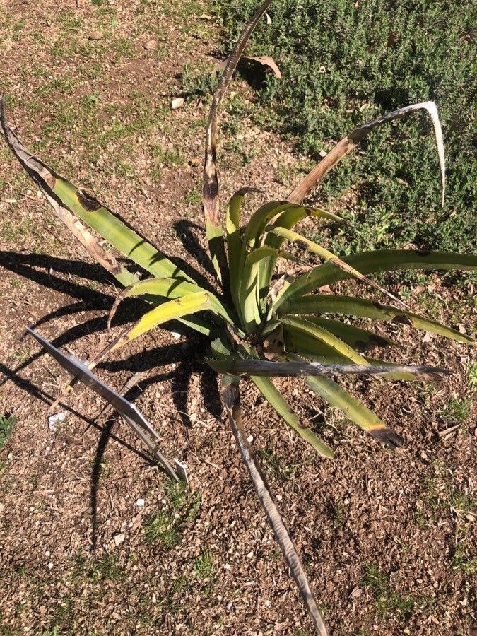 Agave lechuguilla leaf