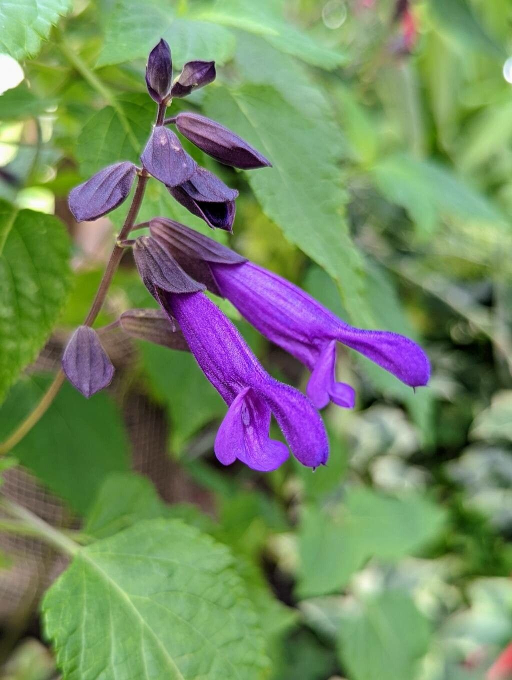 Salvia glabrescens flower