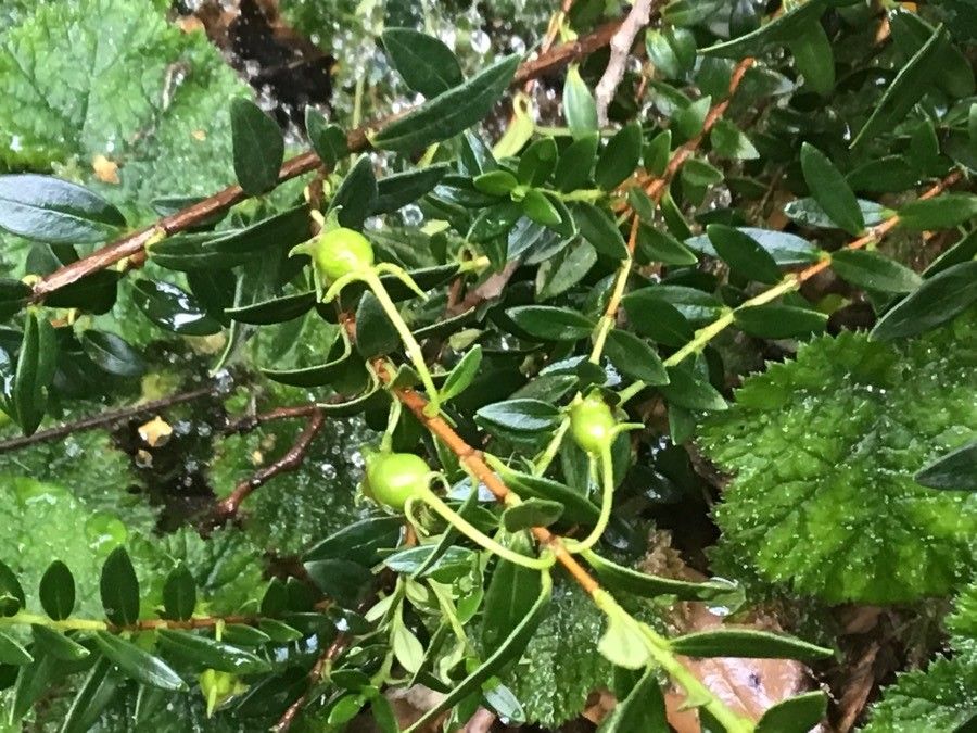 Ugni myricoides fruit