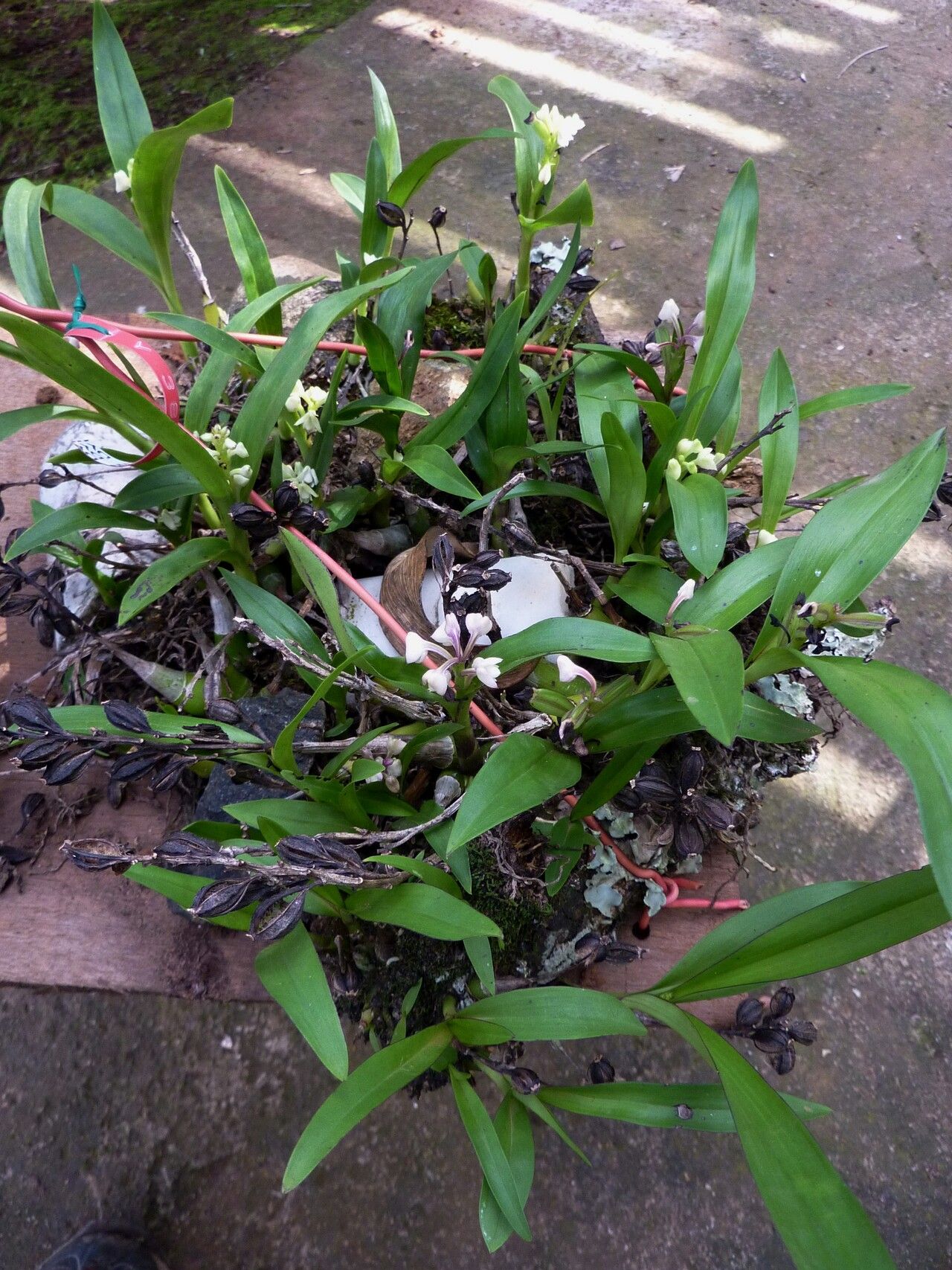 Polystachya subulata habit