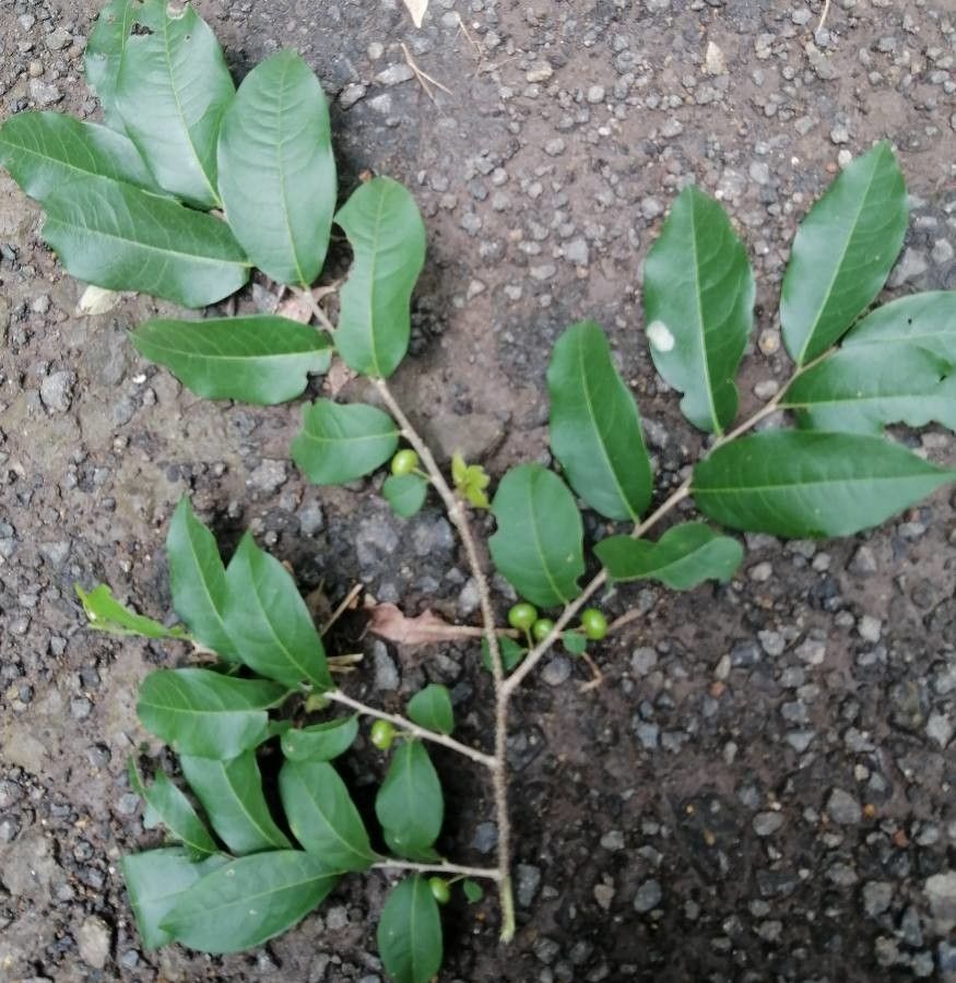 Margaritaria nobilis — houseplant care guide